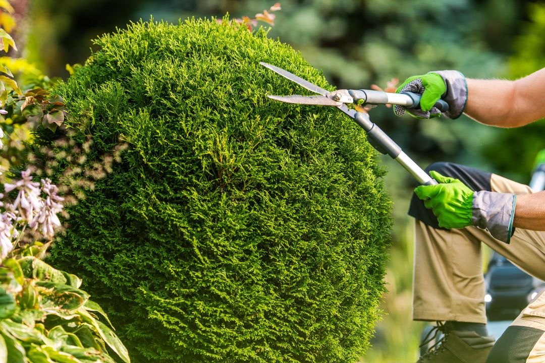 5 Useful Tips for Safe & Efficient Tree Removal